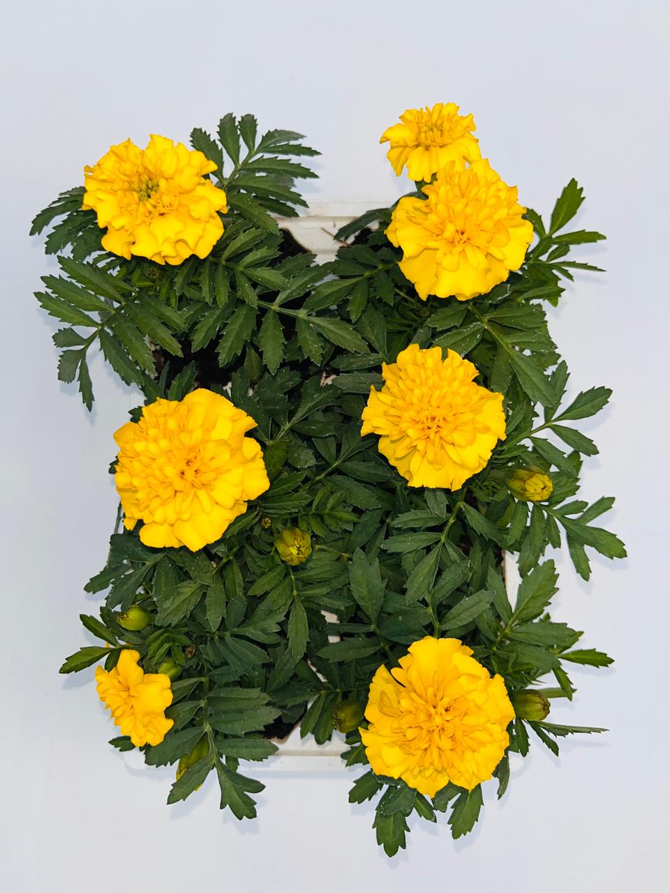 Marigold Yellow