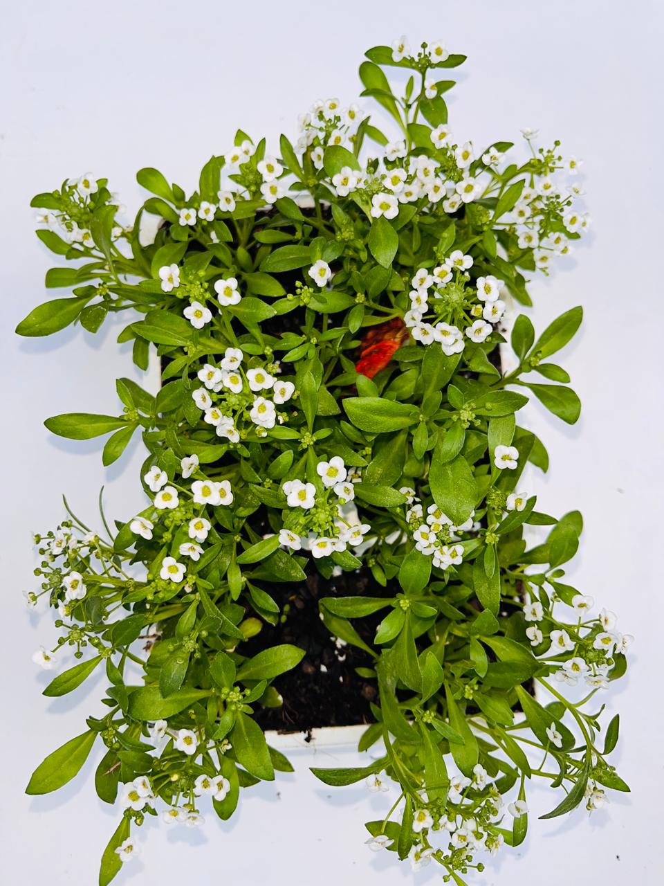 Alyssum White
