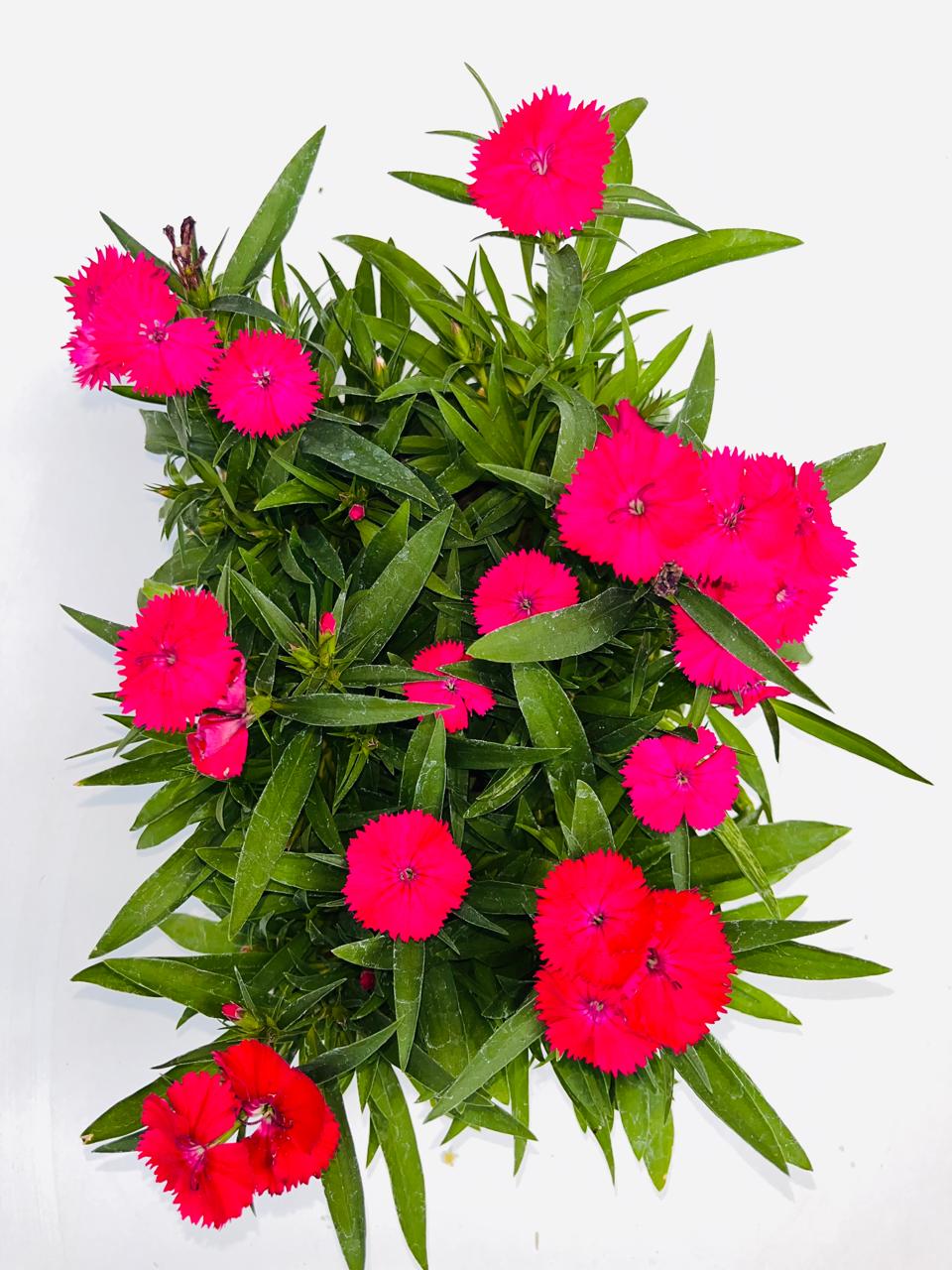 Dianthus Pink