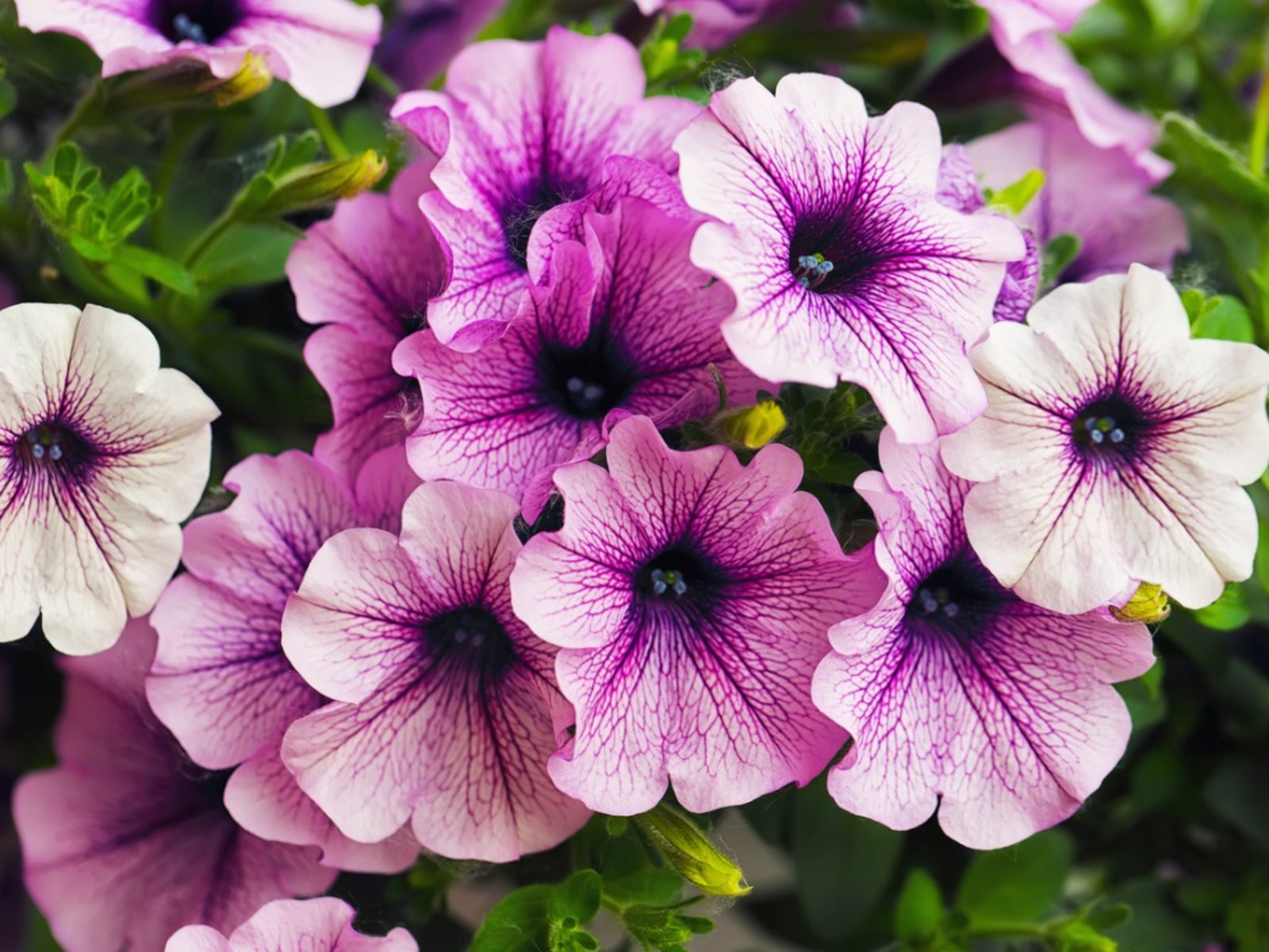 Petunia Assorted Colours