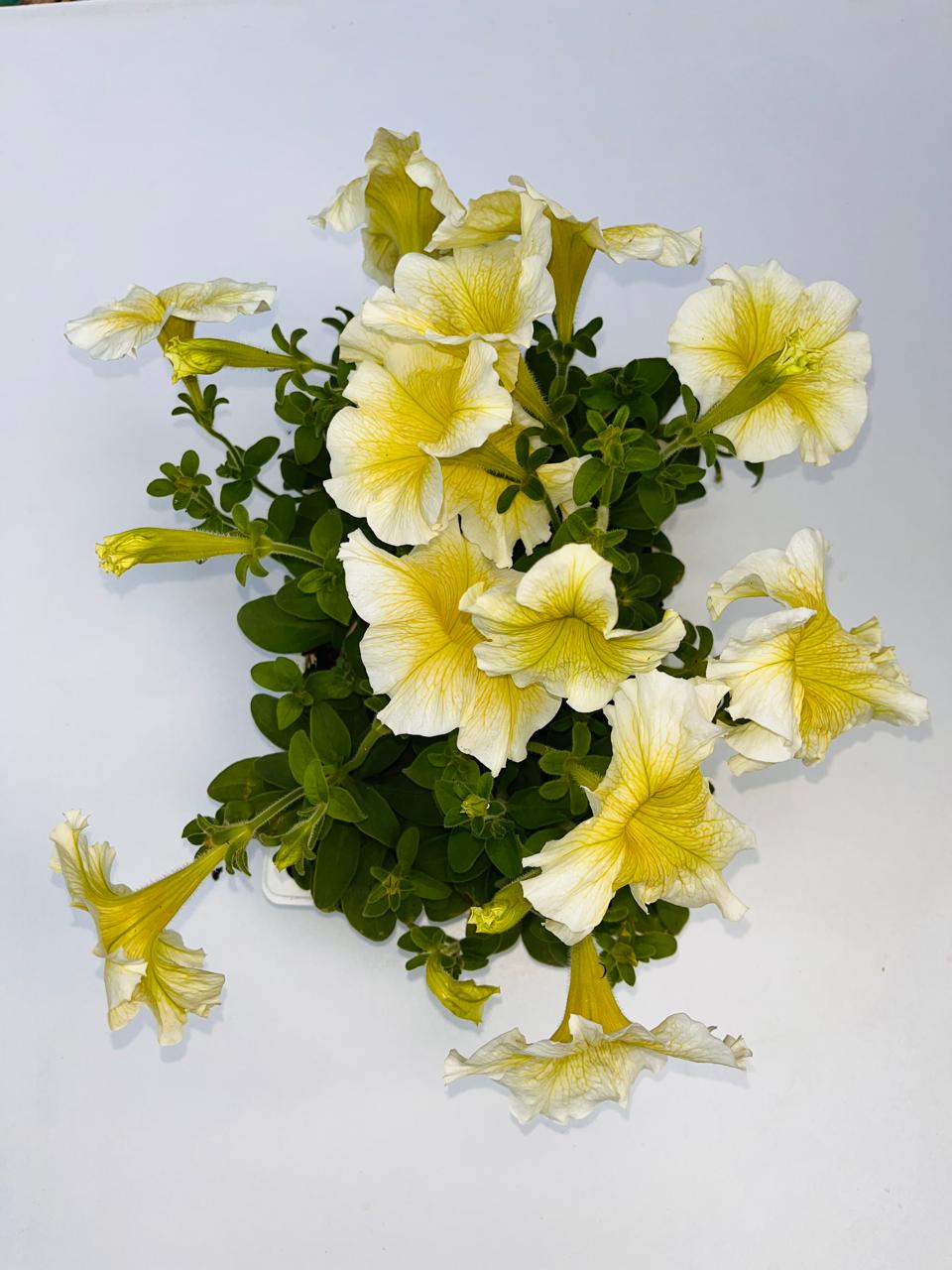 Petunia Cream White