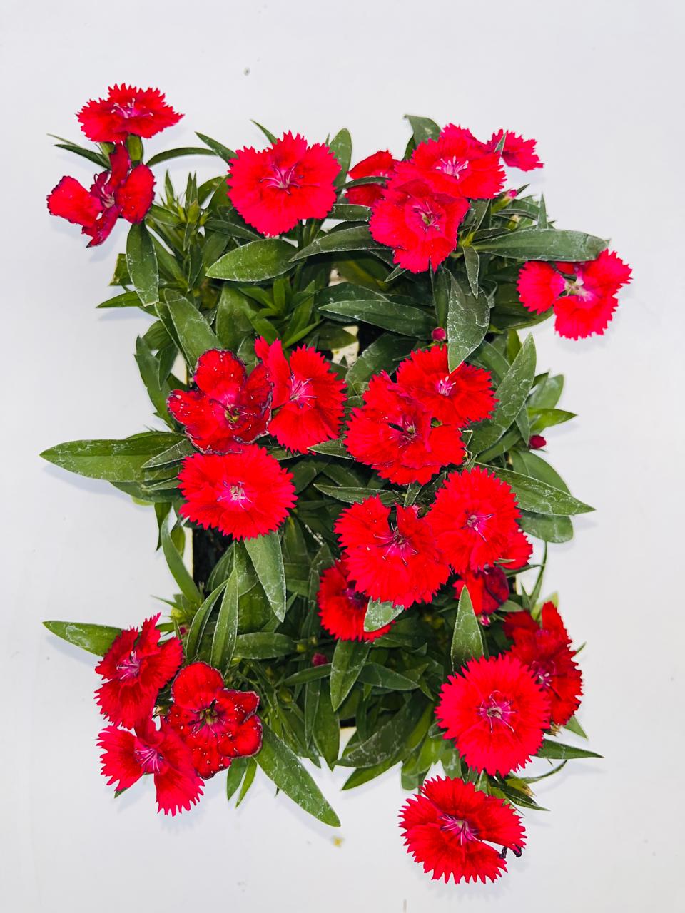 Dianthus Red