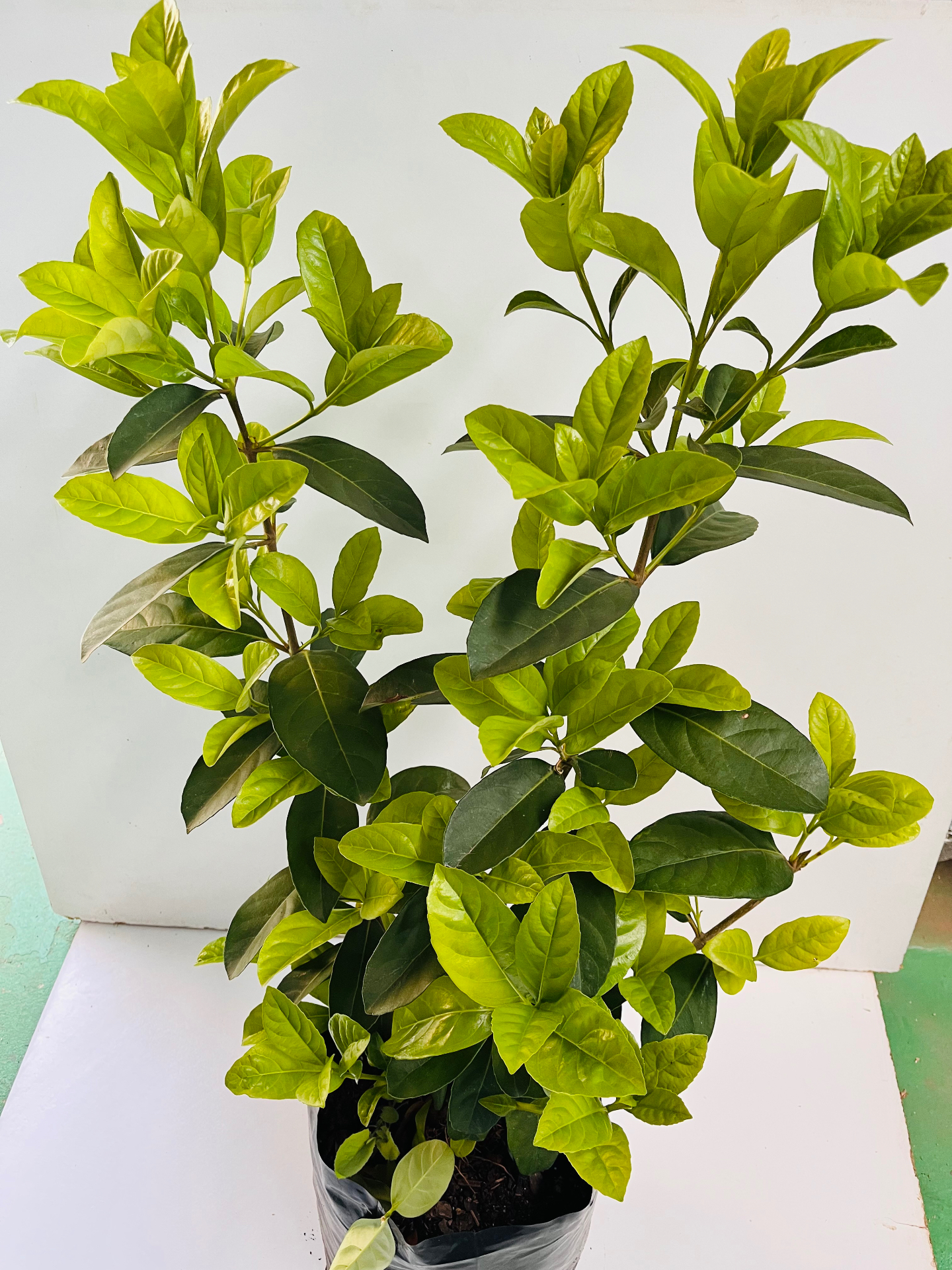 Viburnum