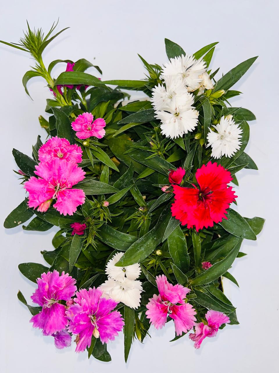 Dianthus Multicolour