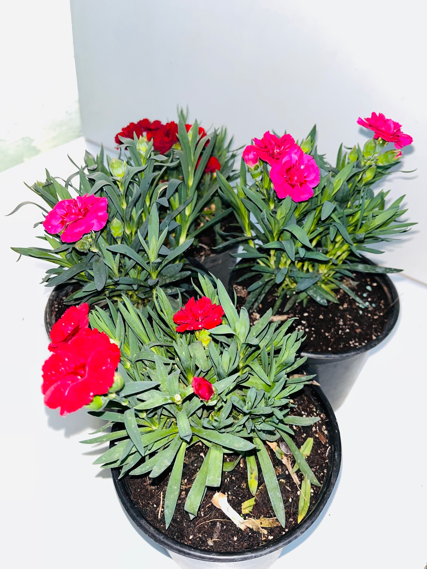 Dianthus Assorted Colours