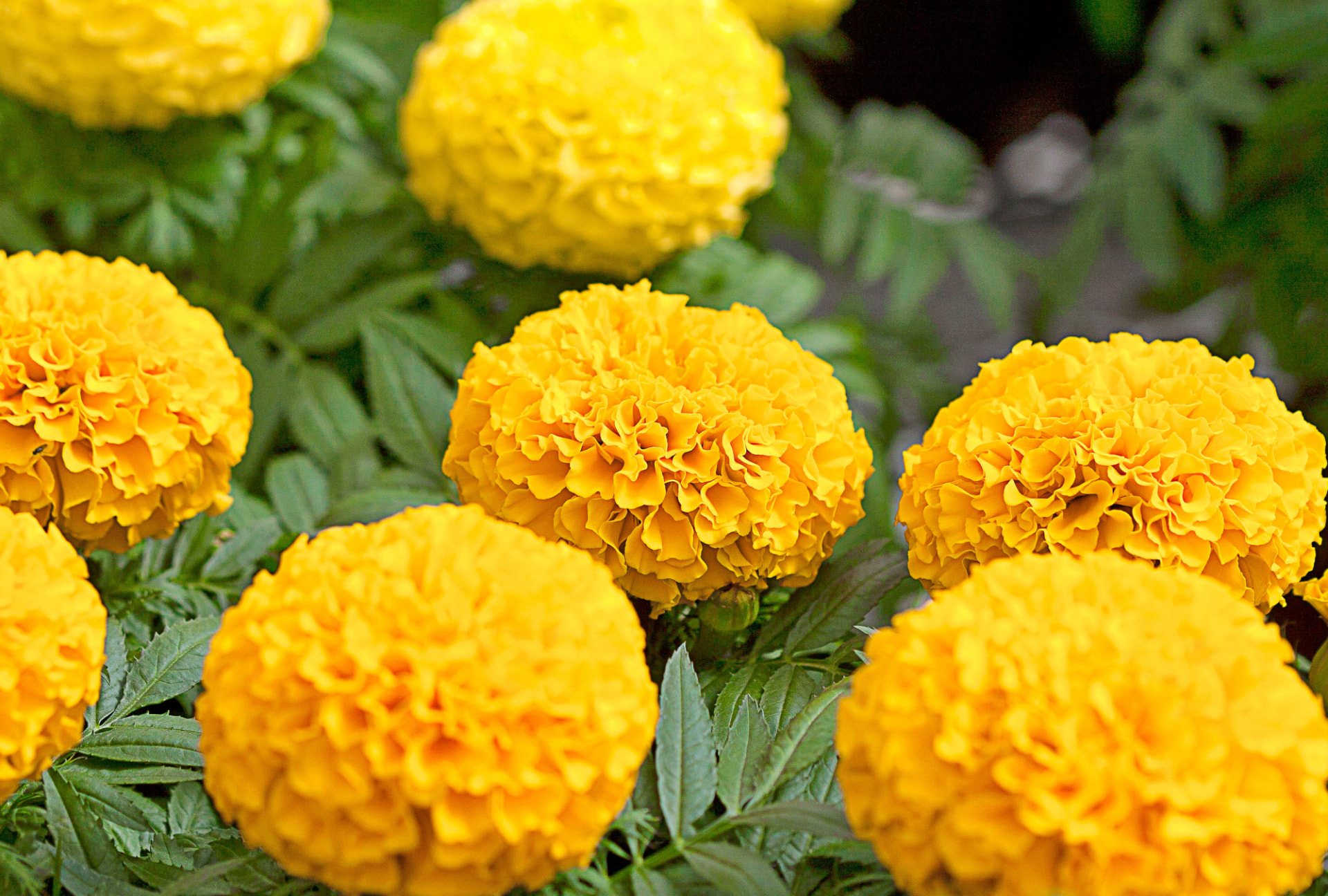 Marigold
