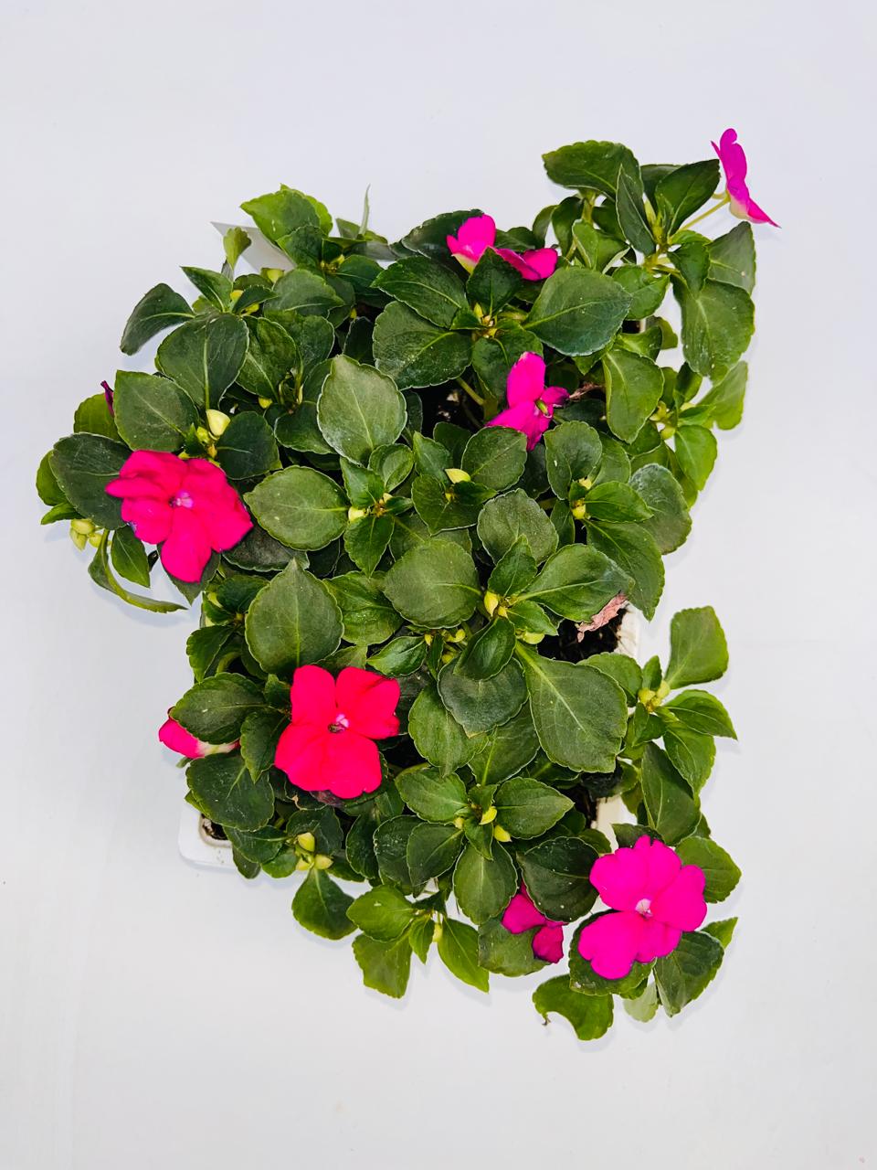 Impatiens Multicolour