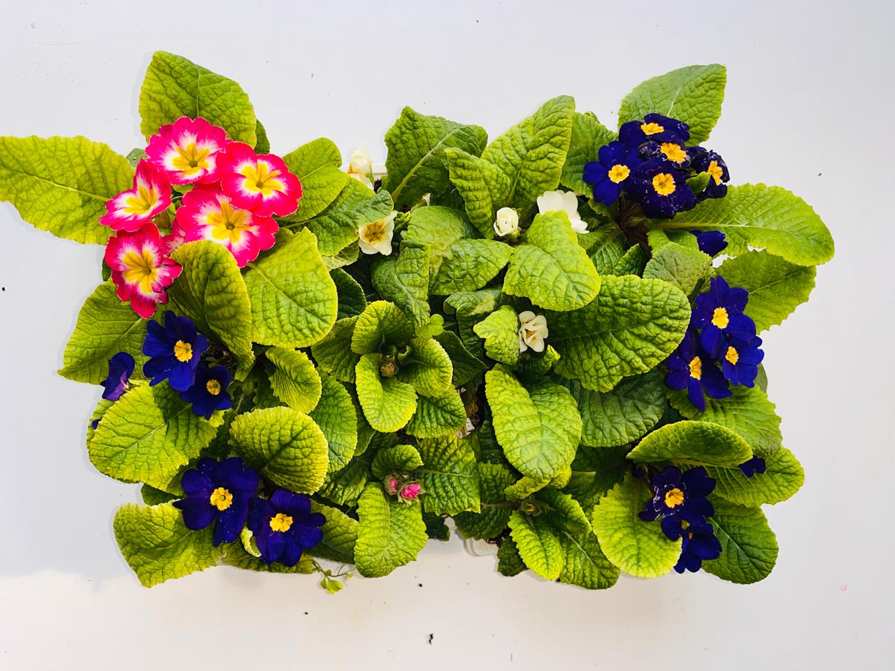 Primrose Multicolour