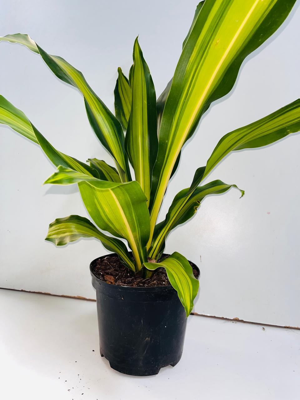 Dracaena Angazi