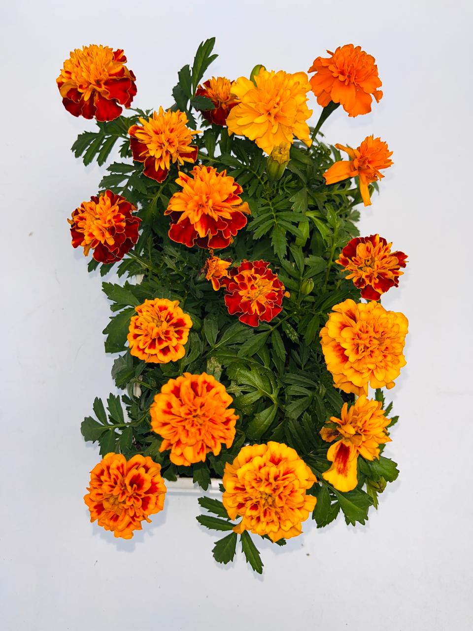 Marigold Multicolour