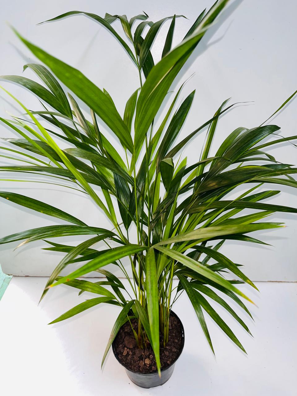 Bamboo