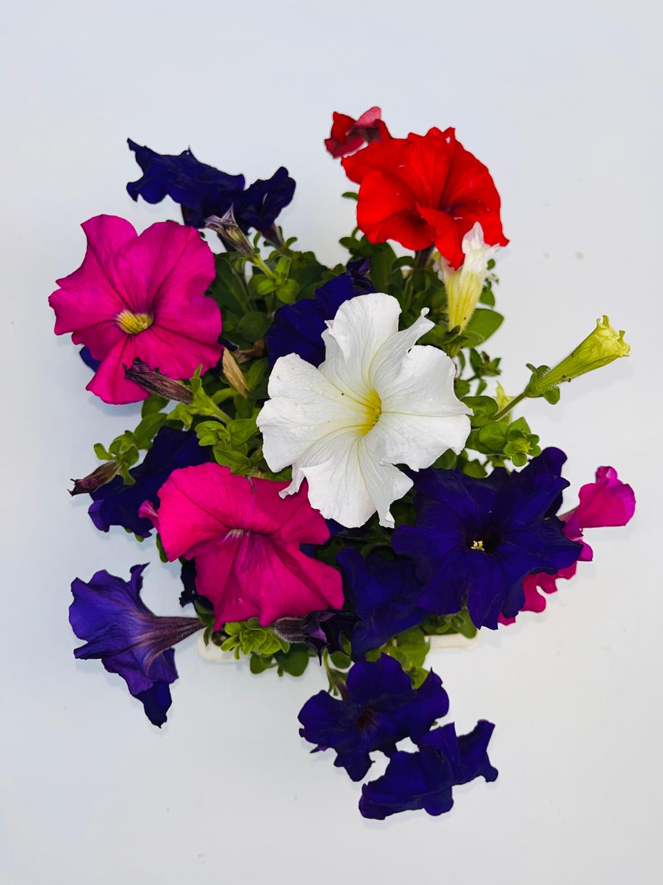 Petunia Multicolour