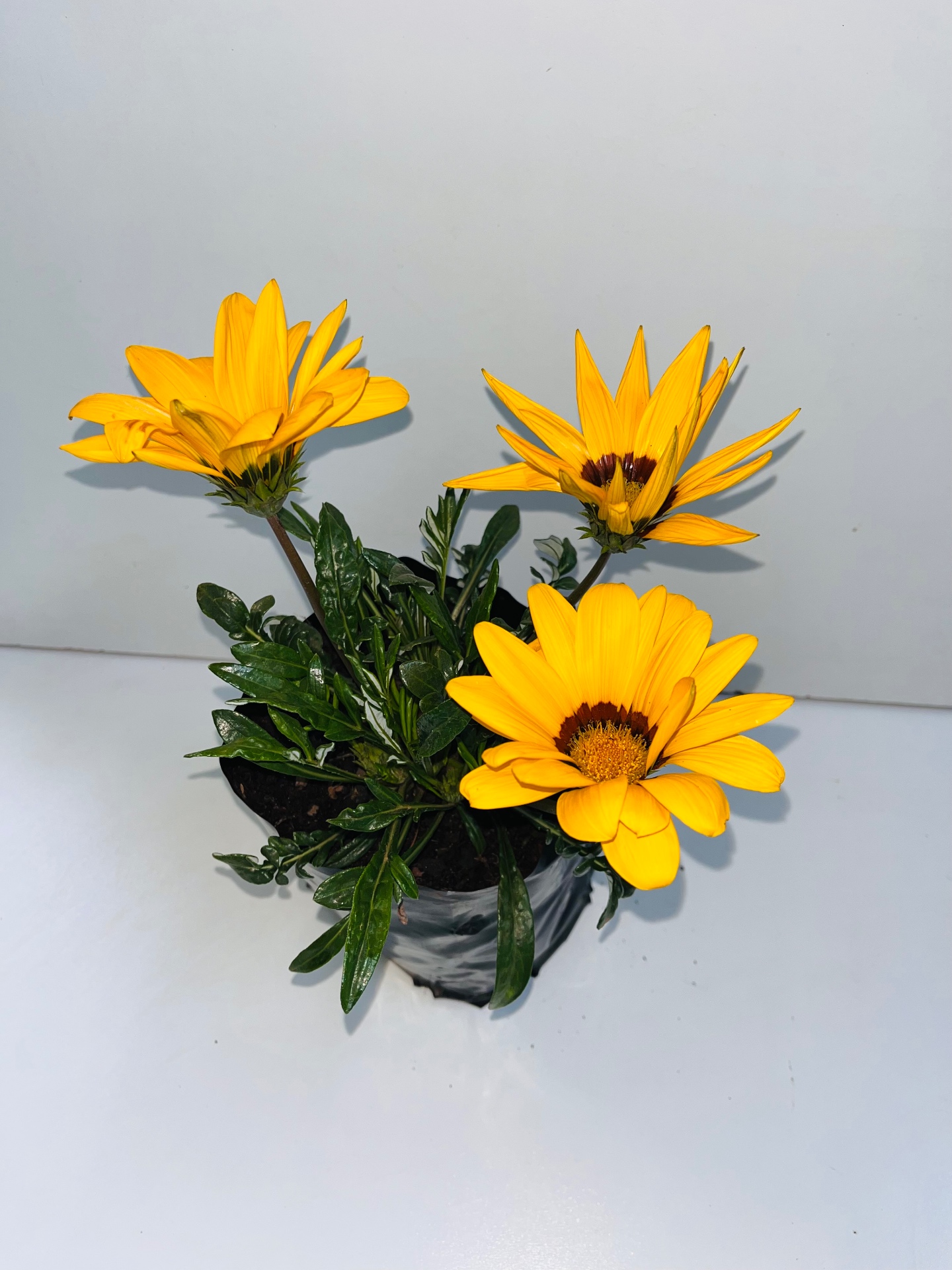 Gazania Assorted Colours