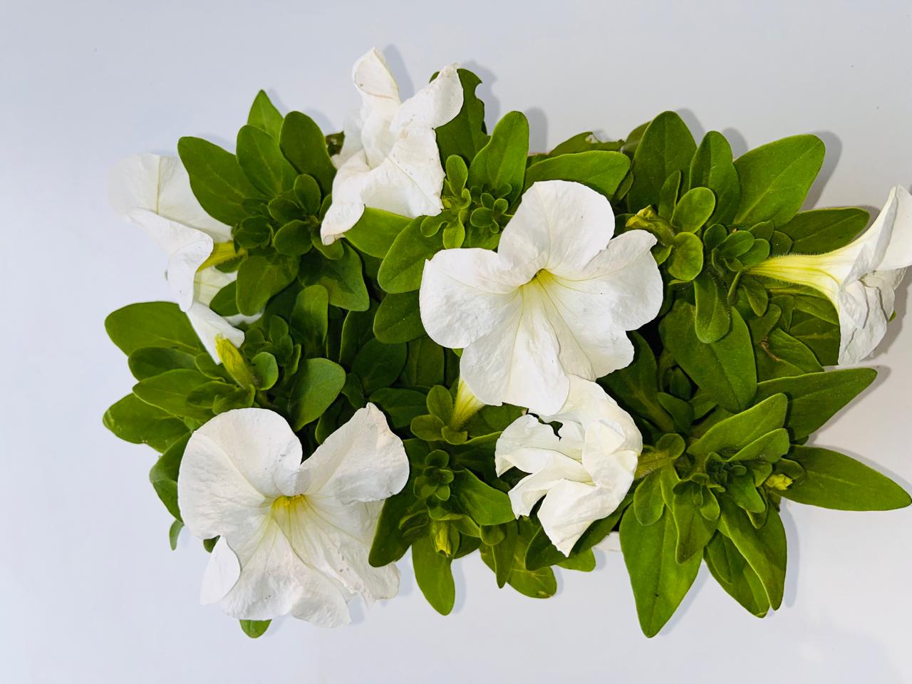Petunia White