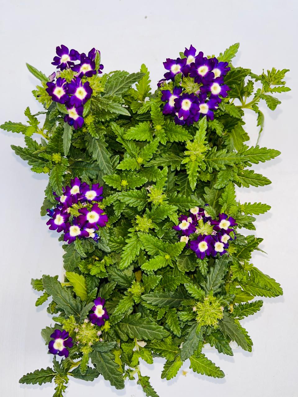 Alyssum Purple