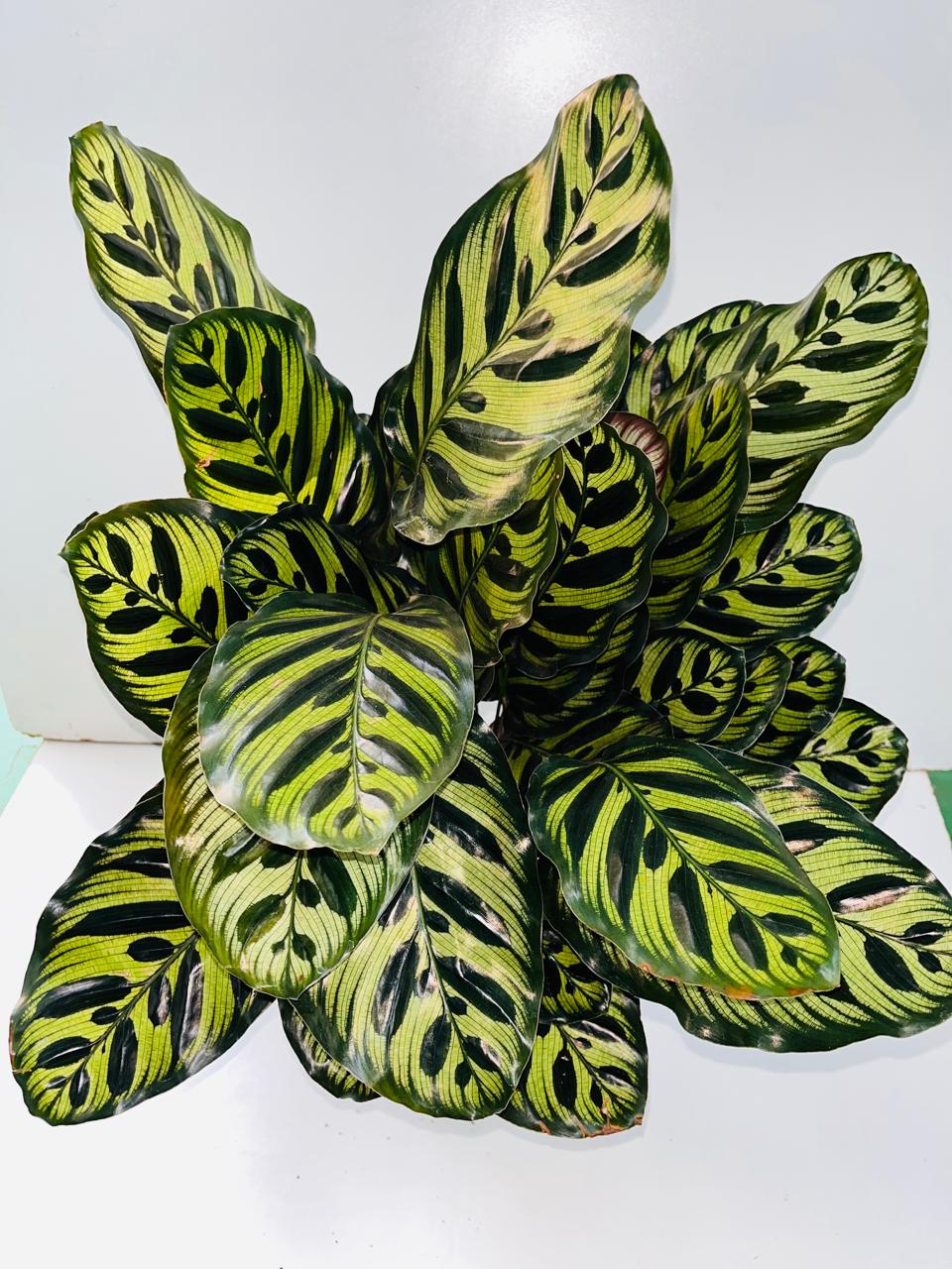 Calanthea Lancifolia