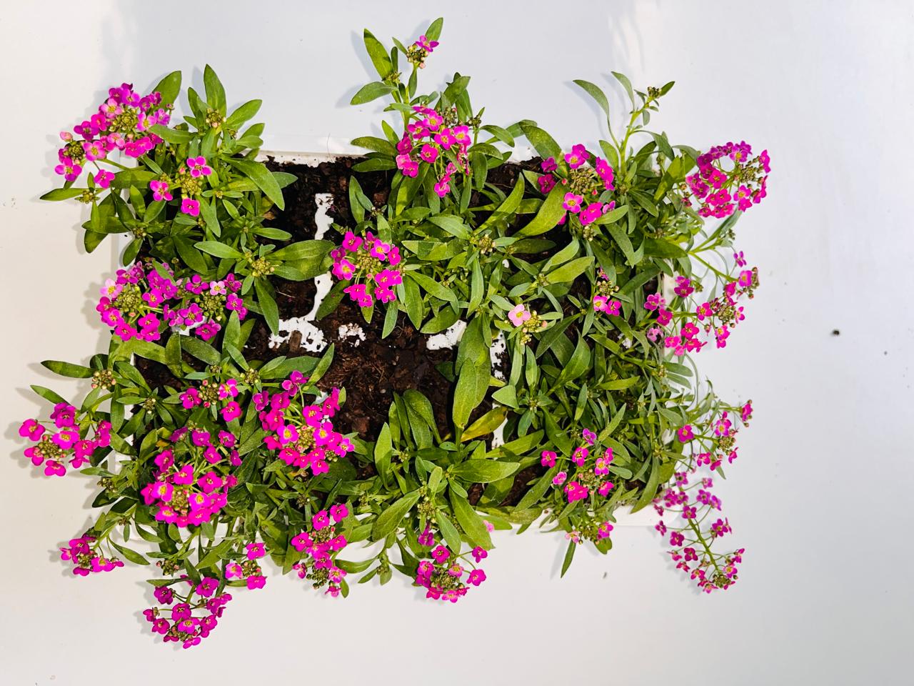 Alyssum Pink