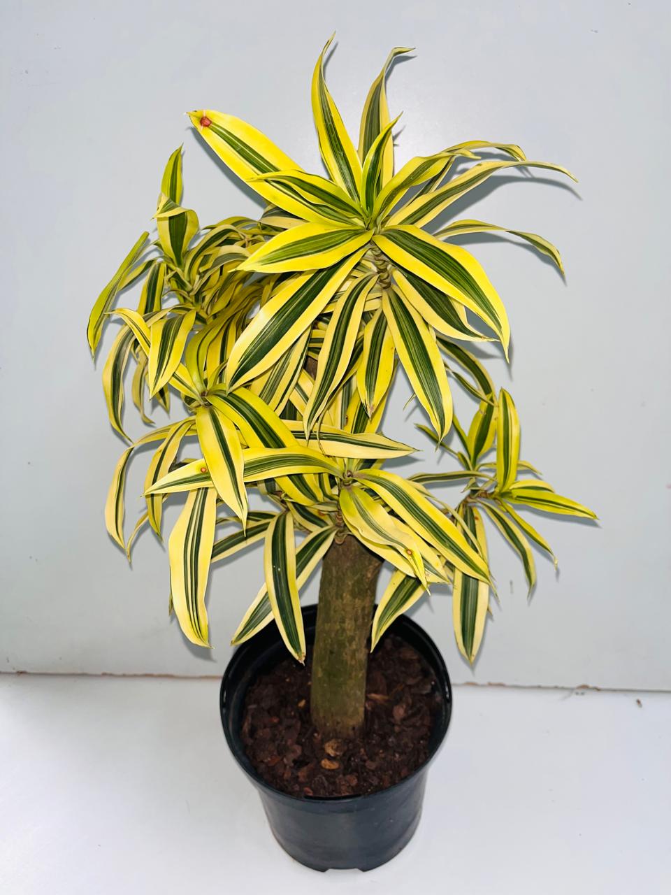 Dracaena Song Of India