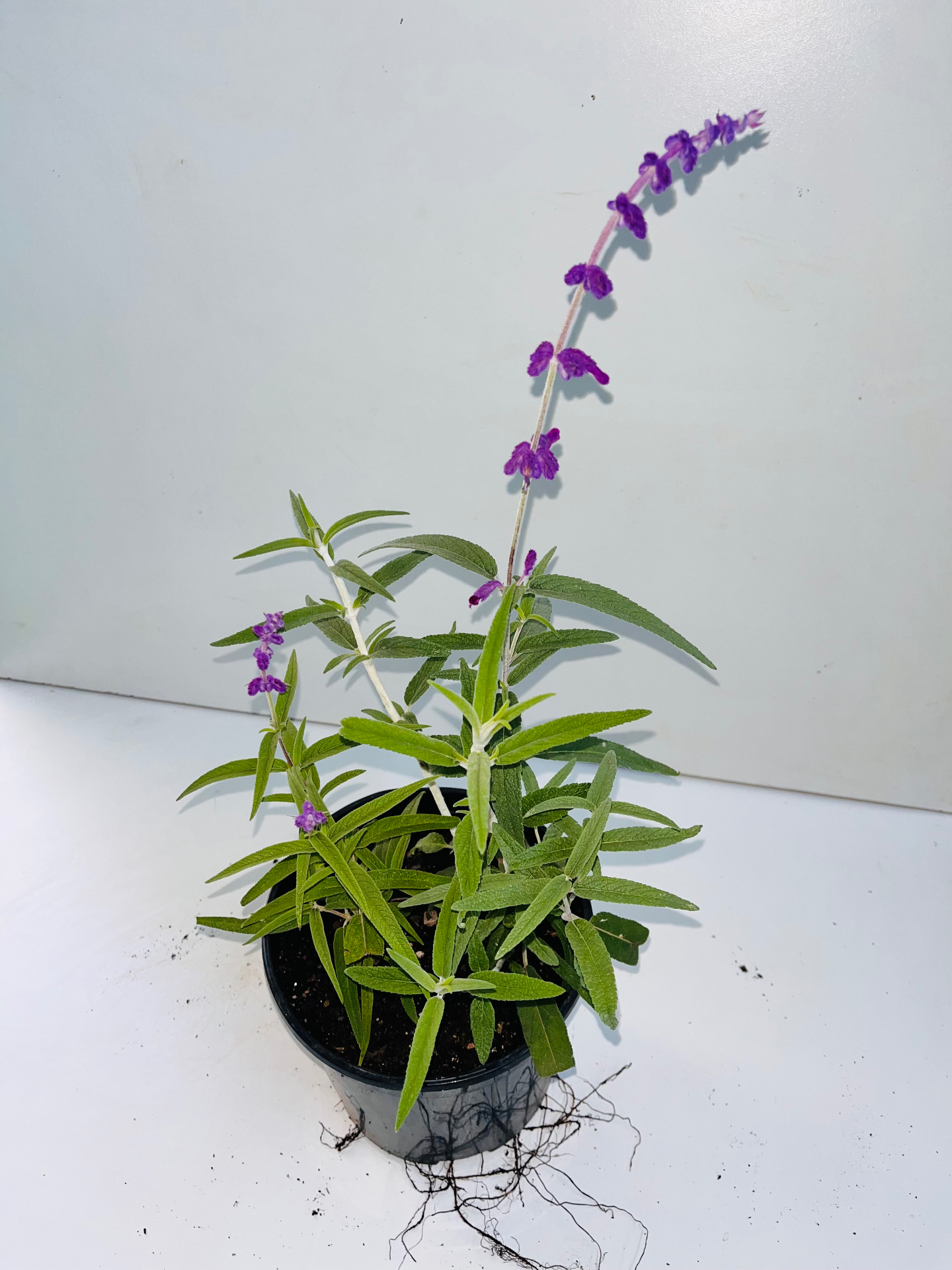 Salvia Leucanta Purple