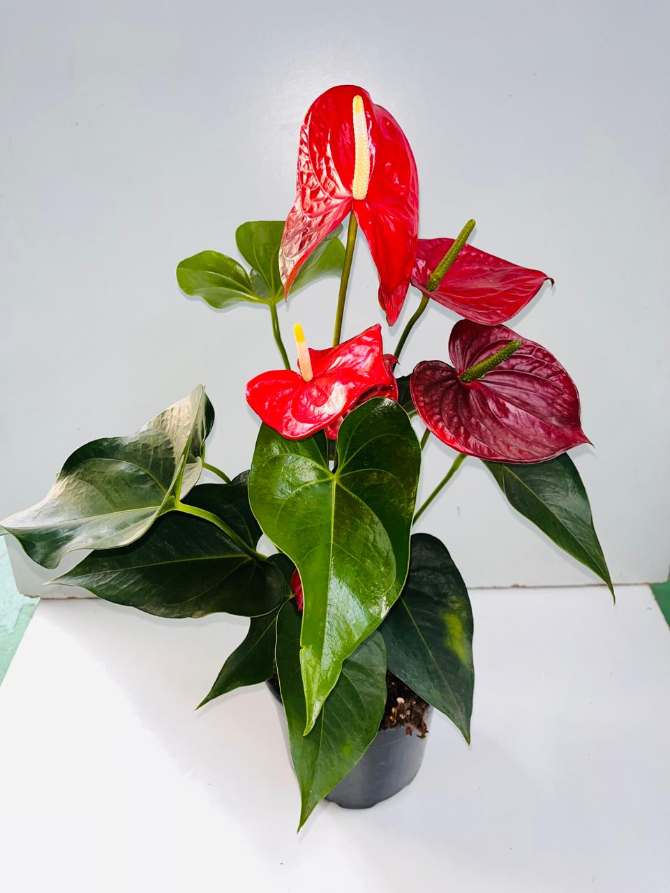 Antherium Red