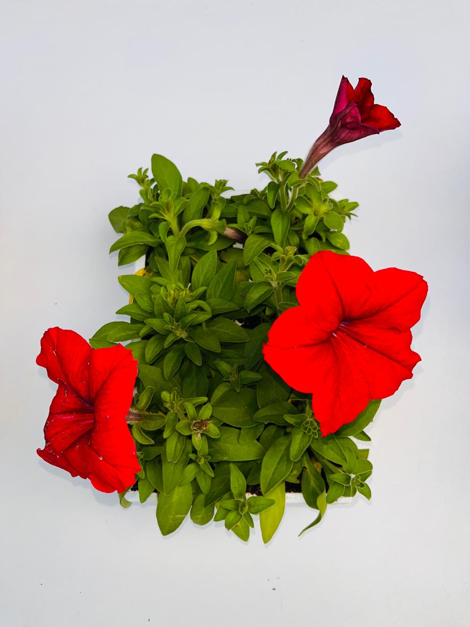 Petunia Red