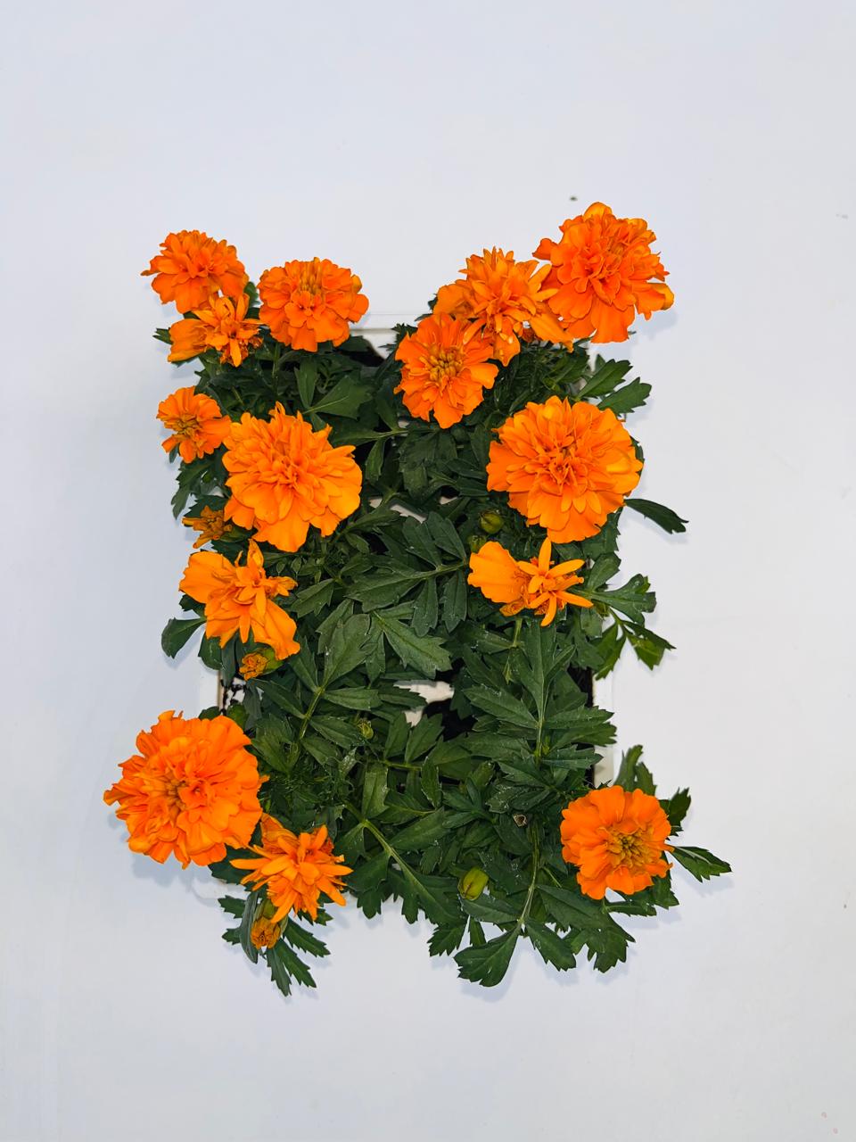 Marigold Orange