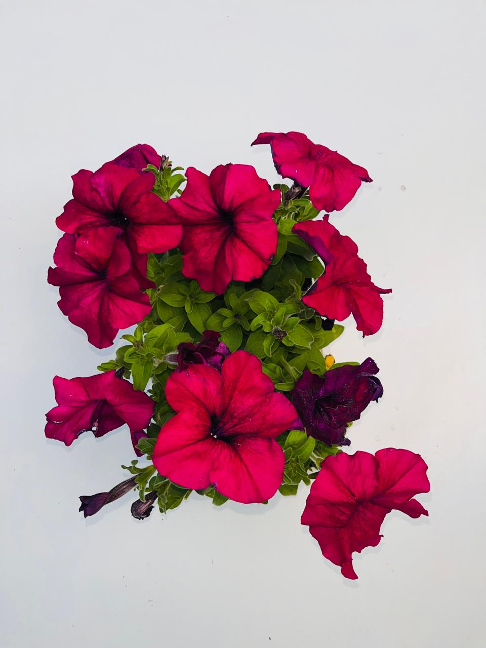 Petunia Burgundy