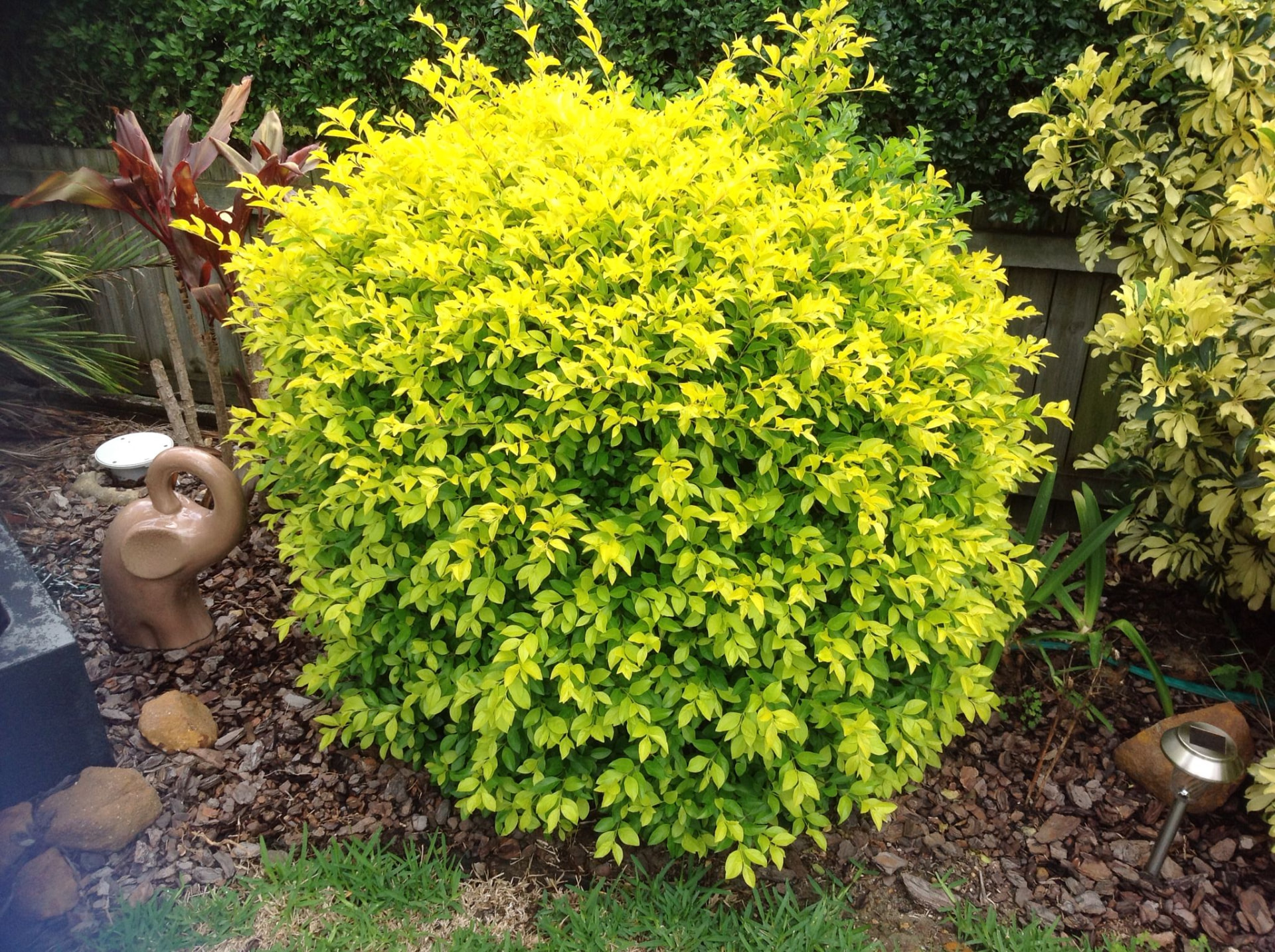 Duranta Gold