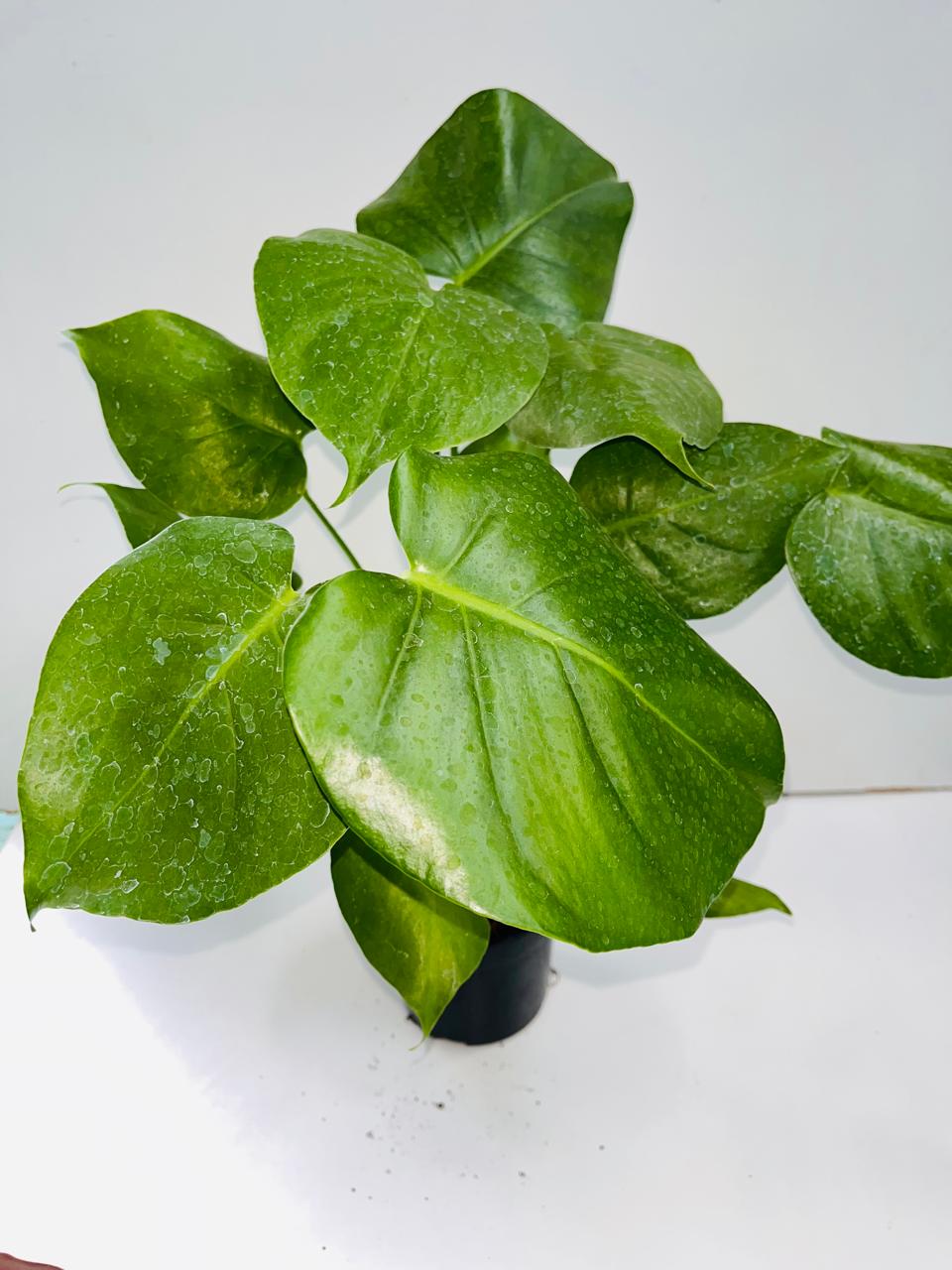 Monstera